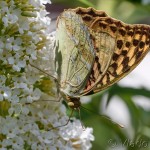 Argynnis pandora - Perlovec červený IMG_0446