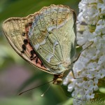 Argynnis pandora - Perlovec červený IMG_0452