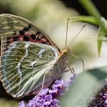 Argynnis pandora - Perlovec červený IMG_0453