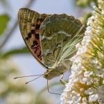 Argynnis pandora - Perlovec červený IMG_0460