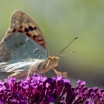 Argynnis pandora - Perlovec červený IMG_0463