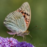 Argynnis pandora - Perlovec červený IMG_0481