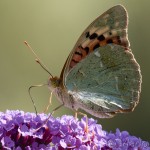 Argynnis pandora - Perlovec červený IMG_0486