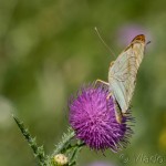 Argynnis pandora - Perlovec červený IMG_7754