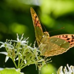 Argynnis pandora - Perlovec červený IMG_9661