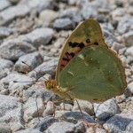 Argynnis pandora - Perlovec červený IMG_9679