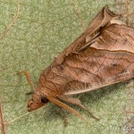 Calyptra thalictri - Mora žltušková 14-33-02