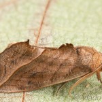 Calyptra thalictri - Mora žltušková 14-34-20