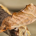 Calpinae