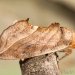 Calyptra thalictri - Mora žltušková 14-41-42