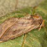 Calyptra thalictri - Mora žltušková IMG_0636_foc