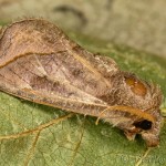 Calyptra thalictri - Mora žltušková IMG_0644_foc