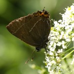Satyrium w-album - Ostrôžkár brestový IMG_2146