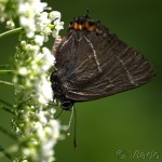 Satyrium w-album - Ostrôžkár brestový IMG_2161