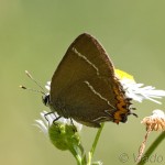Satyrium w-album - Ostrôžkár brestový IMG_2217