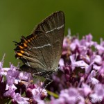 Satyrium w-album - Ostrôžkár brestový IMG_2219