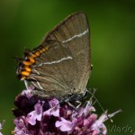 Satyrium w-album - Ostrôžkár brestový IMG_2226