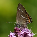 Satyrium w-album - Ostrôžkár brestový IMG_2232