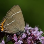 Satyrium w-album - Ostrôžkár brestový IMG_2239