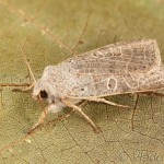 Agrochola humilis - Mora pichliačová 14-51-17