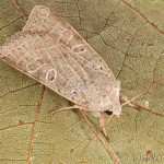 Agrochola humilis - Mora pichliačová 14-52-33