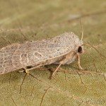 Agrochola humilis - Mora pichliačová 14-54-21