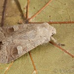 Ammoconia caecimacula - Mora smolničková 14-58-33
