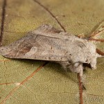 Ammoconia caecimacula - Mora smolničková 15-03-51