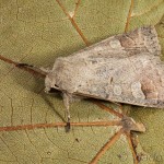 Ammoconia caecimacula - Mora smolničková 15-15-48