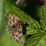 Carcharodus alceae - Súmračník slezový IMG_0271