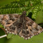 Carcharodus alceae - Súmračník slezový IMG_0278