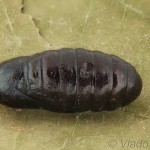 Chelis maculosa - Spriadač lipkavcový 22-06-55