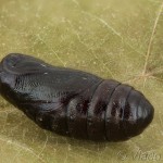 Chelis maculosa - Spriadač lipkavcový 22-08-27