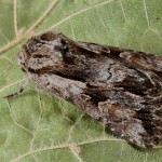 Chloantha hyperici - Sivkavec ľubovníkový 20-25-47
