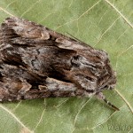 Chloantha hyperici - Sivkavec ľubovníkový 20-27-40