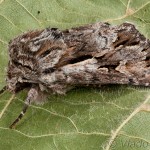 Chloantha hyperici - Sivkavec ľubovníkový 20-29-49