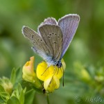 Cyaniris semiargus - Modráčik lesný