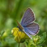 Cyaniris semiargus - Modráčik lesný IMG_1875