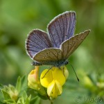 Cyaniris semiargus - Modráčik lesný IMG_1877