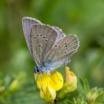 Cyaniris semiargus - Modráčik lesný IMG_1880