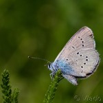 Cyaniris semiargus - Modráčik lesný IMG_6407