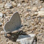 Cyaniris semiargus - Modráčik lesný IMG_7536