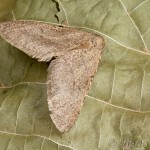 Erannis ankeraria 19-49-38