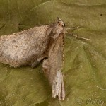 Erannis ankeraria 19-51-07