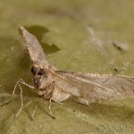 Erannis ankeraria 19-54-05