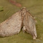 Erannis ankeraria 20-04-07