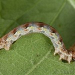 Erannis ankeraria 22-13-30