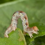 Erannis ankeraria 23-24-53