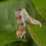 Erannis ankeraria 23-26-34