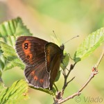 Erebia aethiops - Očkáň trávový IMG_3714